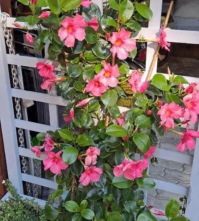 ホームステイ Goscinne Keja *