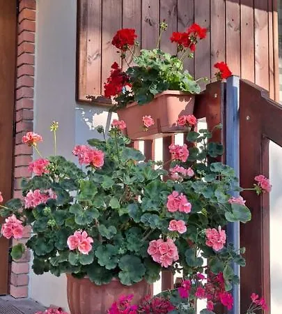 Goscinne Keja Wisełka