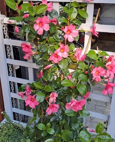 Quarto em Acomodações Particulares Goscinne Keja *